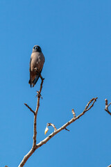 Bird perched on top of tree, wildlife, nature background