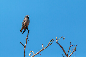 Birds perch on the top of trees