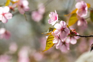 Cherry blossoms. Spring, nature wallpapers. Japanese sakura blossoms in the garden. Budding buds on the branches of a tree in a Japanese garden.The banner.