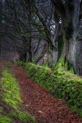A tranquil pathway meanders through a beautifully lush forest, which is lined with majestic trees and adorned with vibrant green moss, showcasing natures pure beauty, Wicklow, Ireland
