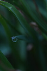 drop on grass