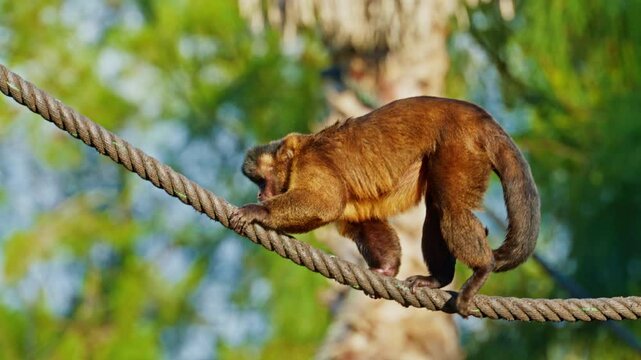 Little cute monkey climbing rope in park 