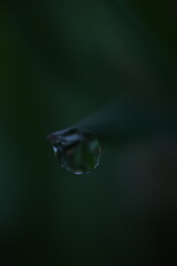 water drop on a leaf