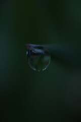 water drop on green background