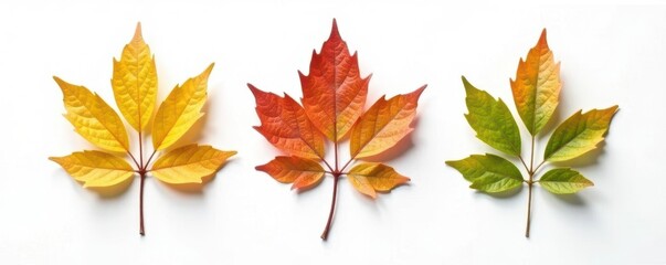 Fototapeta premium Three branches with different leaf colors and shapes on a white background, leaf, isolation, branch