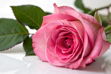 Fototapeta premium Single pink rose on white background showcasing its delicate petals and beauty