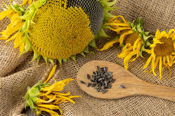 Large sunflower flower without petals and wooden spoon with fresh ripe seeds on burlap bag...