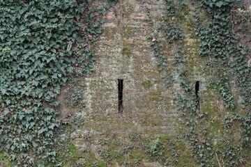 Historic fortress wall overgrown with ivy, moss and wild plants in Petrovaradin, Serbia. Narrow vertical arrow slits visible in aged brickwork. Nature reclaiming an old military structure.