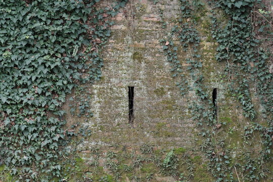 Historic fortress wall overgrown with ivy, moss and wild plants in Petrovaradin, Serbia. Narrow vertical arrow slits visible in aged brickwork. Nature reclaiming an old military structure.