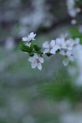 cherry blossom in spring