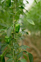 Close up of green bell peppers growing in controlled environment