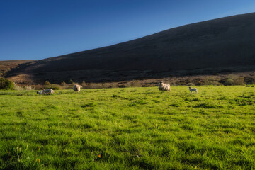 A beautifully picturesque scene featuring sheep grazing peacefully in a vibrant green field while...