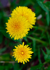 Closeup top-down view of common dandelions appearing to float over grass