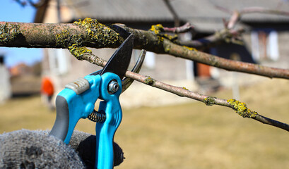 Spring garden work. A farmer manually cuts the branches of a tree in an orchard in the spring with secateurs. Man pruning trees Spring cut a tree close-up. Concept of agriculture