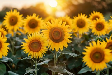 Obraz premium A field of sunflowers face the setting sun, bathed in golden light, A field of sunflowers turning towards the setting sun