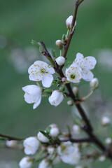 apple tree blossom