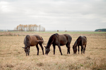 Harmony between horses and nature unfolds in the open fields The harmony of their movements, grazing peacefully under the sky illustrates the deep connection between wildlife and untouched landscape