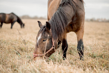 Horses graze in peaceful tranquility, moving slowly across green pasture. Tranquility fills the rural scene as the herd enjoys open fields, embodying the essence of countryside serenity and freedom