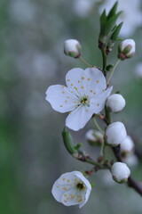 apple tree blossom