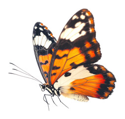 Naklejka premium PNG Glasswing butterfly flying background vibrant insect.