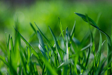 young grass soft natural abstract background