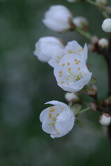 apple tree blossom