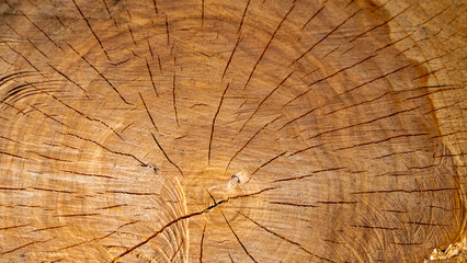 beautiful natural back recently cut old tree trunk with visible cracks grain and growth rings