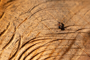 Camponotus ligniperda, the brown-black carpenter ant, common species nesting on a tree stump