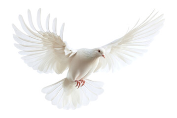 Obraz premium PNG Pigeon soaring gracefully feathers white bird.