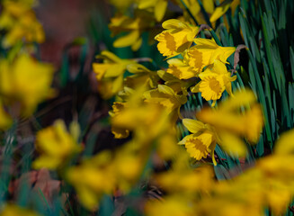 Yellow daffodils in bright afternoon light framed by daffodils blurred out in the foreground and...