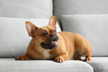 Cute French bulldog lying on sofa at home