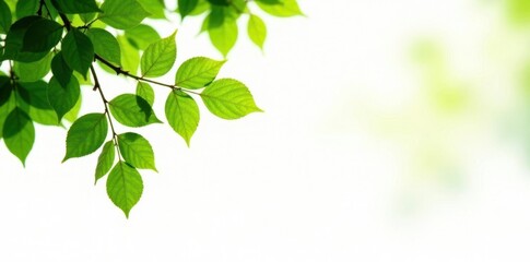 Obraz premium Leafy branches with green foliage isolated on white background, nature, leaves