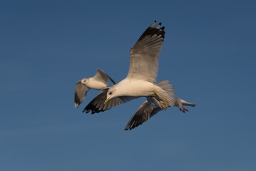 SEAGULLS - Sea birds fly against the blue sky

