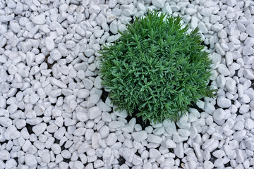 Decorative plants with dense leaves on a background of white smooth stones, garden design. Plants...