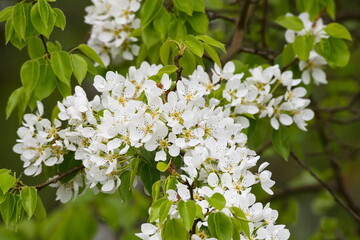 Birnbaum Blüten auf einer Streuobstwiese	
