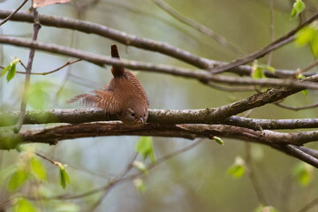 Singendes Zaunkönig Männchen ( Troglodytes troglodytes ) 