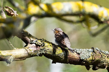 Wendehals (Jynx torquilla) im Frühjahr	
