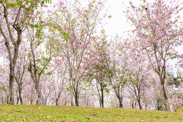 Obraz premium Spring Bauhinia Blossom Sea