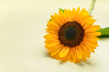 Beautiful sunflower on light green background