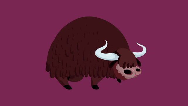 Yak brown color isolated cartoon animation. Cute big animal character from Asia or mainly Tibet seamless loop.
