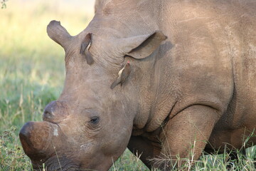 rhino with birds sitting on it