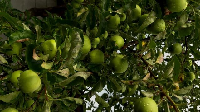 Green apples on a tree branch at rainy day	