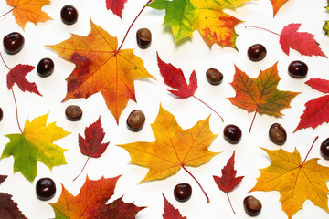 Colorful autumn maple and hawthorn leaves and chestnuts creating a vibrant flat lay on white background