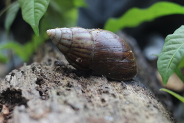 snail in wood