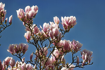 Saucer magnolia, Magnolia × soulangeana, buds starting to flower at the bastion park in Geneva,...