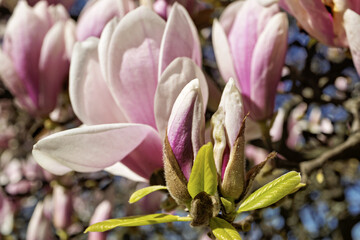Saucer magnolia, Magnolia × soulangeana, buds starting to flower at the bastion park in Geneva,...