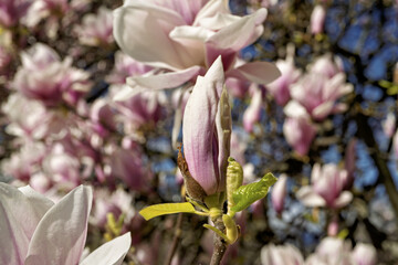 Saucer magnolia, Magnolia × soulangeana, buds starting to flower at the bastion park in Geneva,...