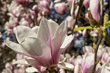 Saucer magnolia, Magnolia × soulangeana, buds starting to flower at the bastion park in Geneva,...