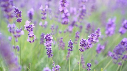 Lilac lavender flowers on a summer field among green plants as a banner for cosmetology and phytotherapy and aromatherapy sessions