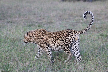Leopard in the savannah